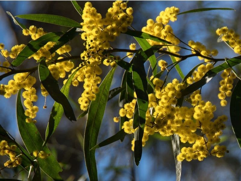 yellow acacia