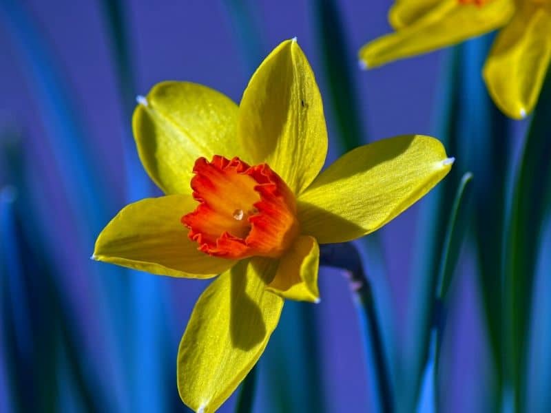 yellow and orange narcissus