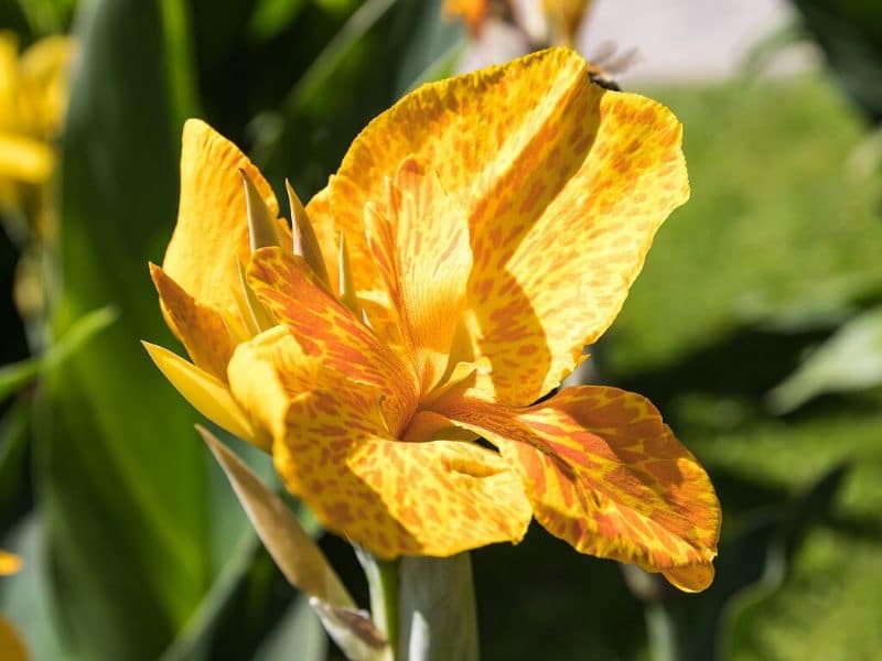 yellow canna