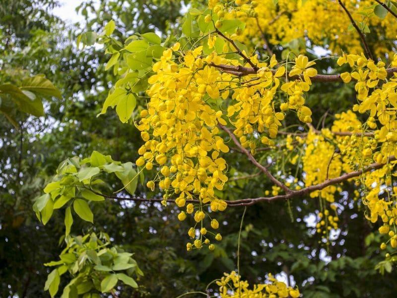 yellow cassia