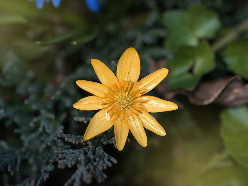 yellow celandine