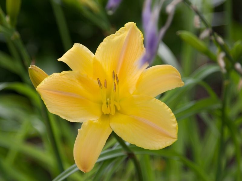 yellow daylily