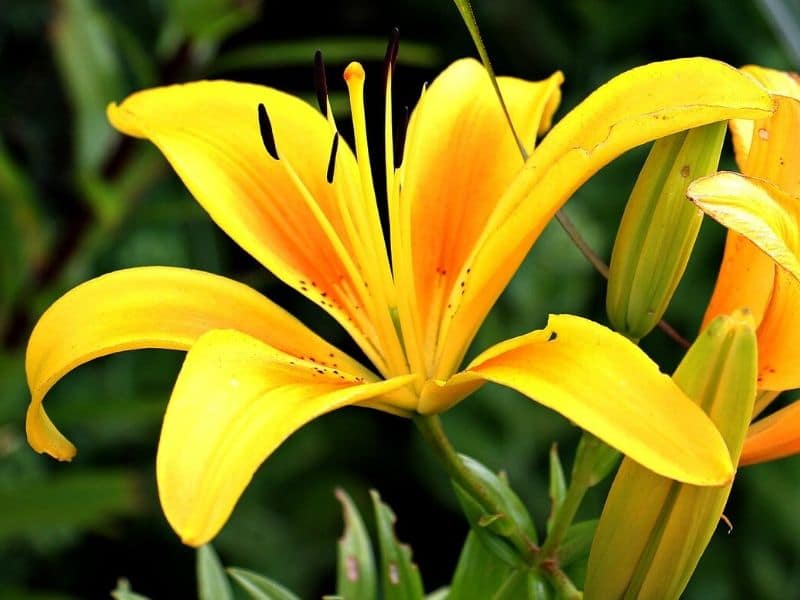 yellow lily