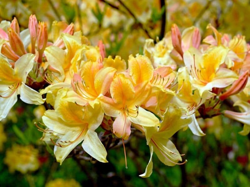 yellow rhododendron