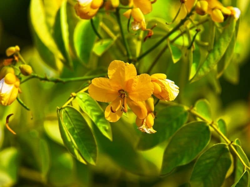 yellow senna