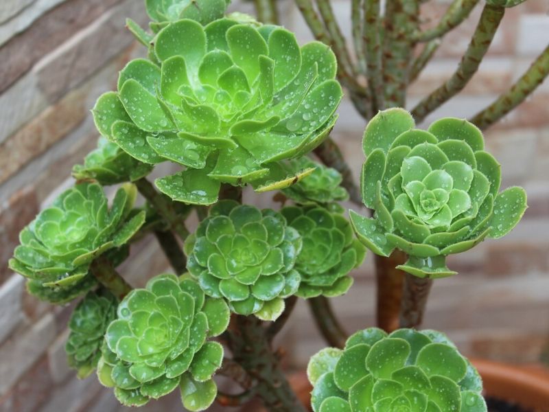 aeonium arboreum succulent