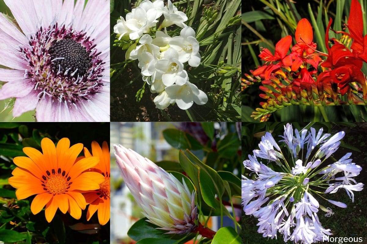 Types Of Plants In South Africa At Kevin Seals Blog Types Of Plants In South Africa At Kevin Seals Blog
