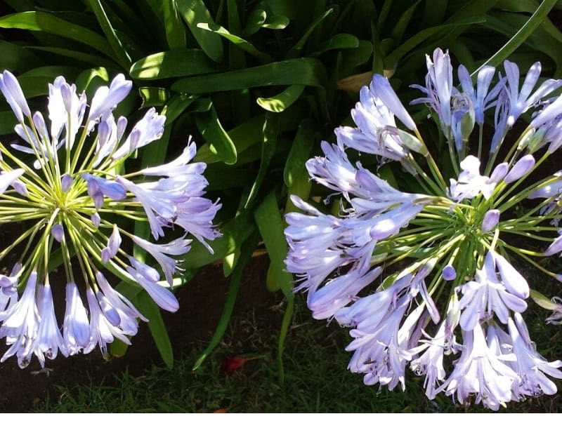 agapanthus africanus