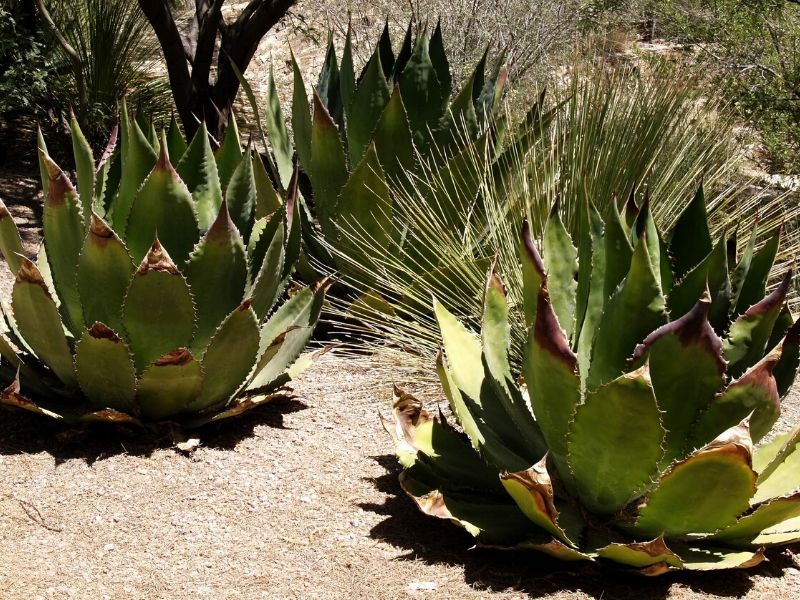 agave americana