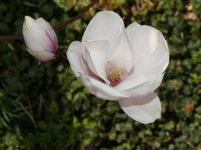 120 cm Red Lucky Magnolie Magnolia winterhart rosa Blüten Yulan ca 