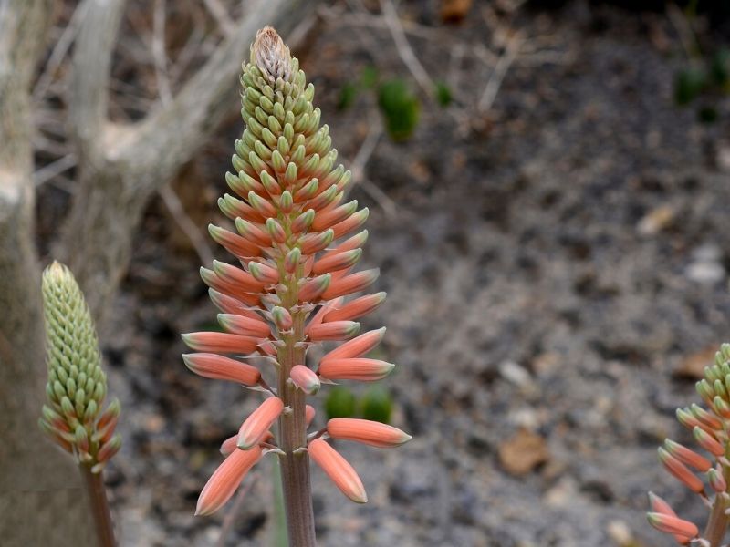 aloe venus