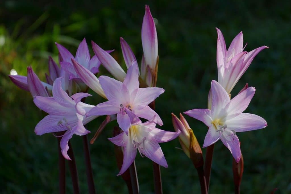 amaryllis belladonna