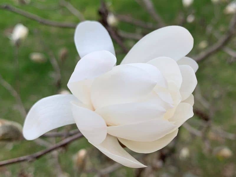 anise magnolia