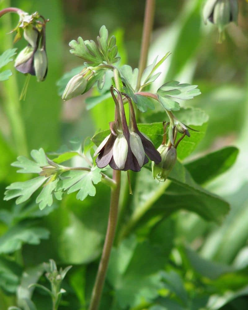 aquilegia viridiflora