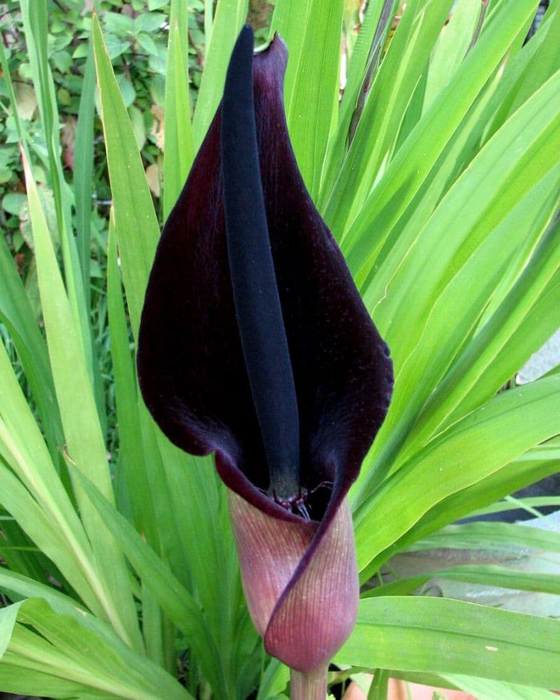 arum palaestinum