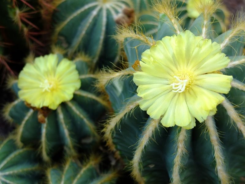 balloon cactus