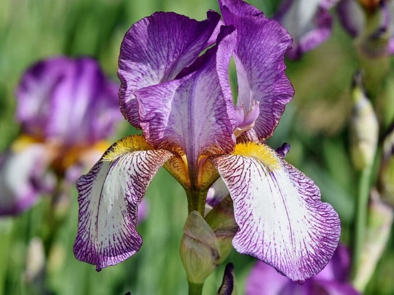 bearded iris flower