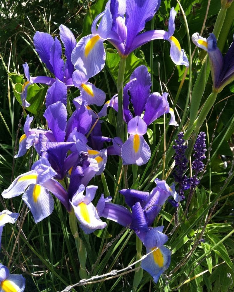 beardless iris flower