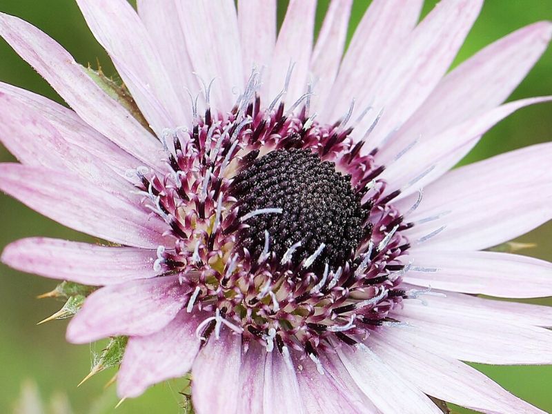 berkheya purpurea