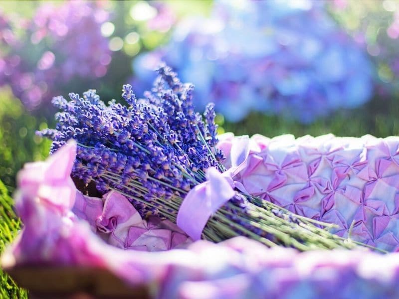 bettys blue lavender