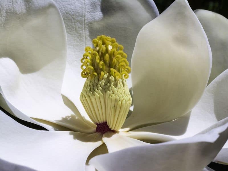 bigleaf magnolia