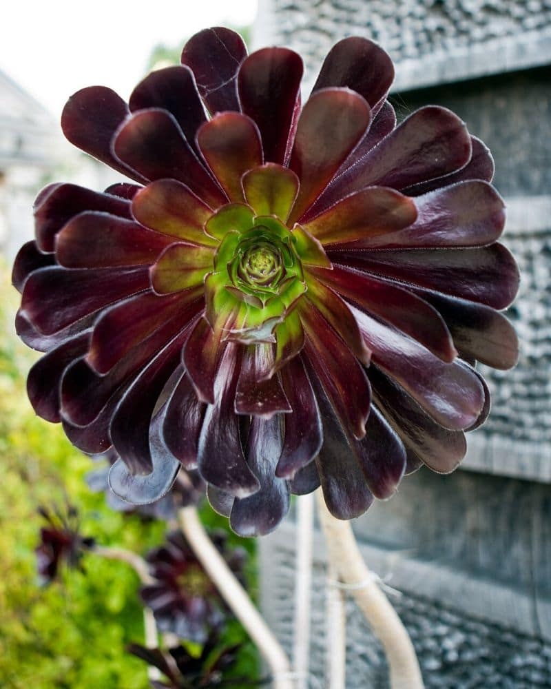 black aeonium arboreum