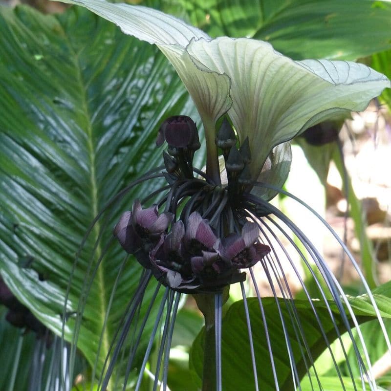 black bat flower