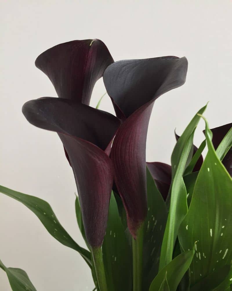 black calla lily
