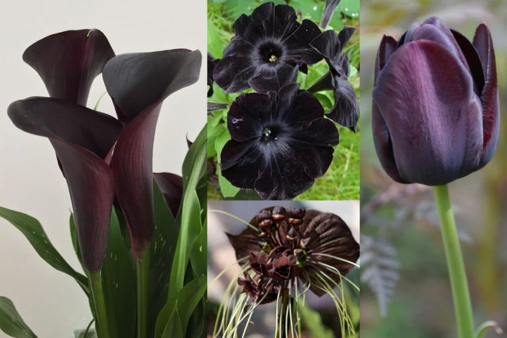 Top 27 Magical Black Flowers With Pictures You Must See Florgeous