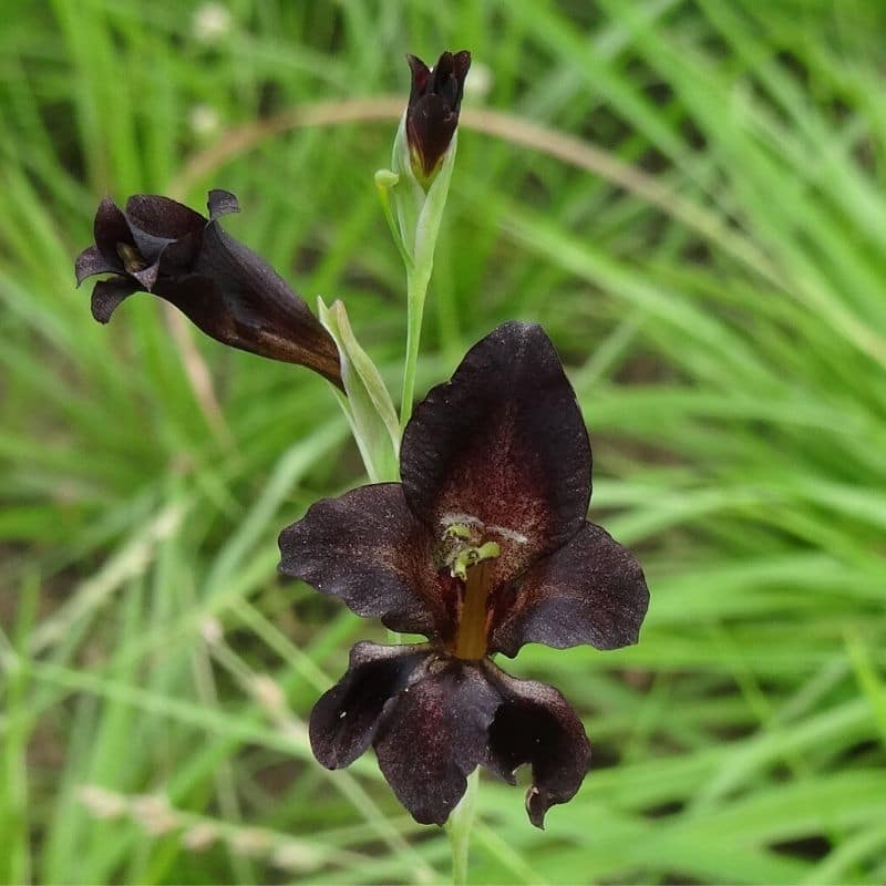 black gladiolus