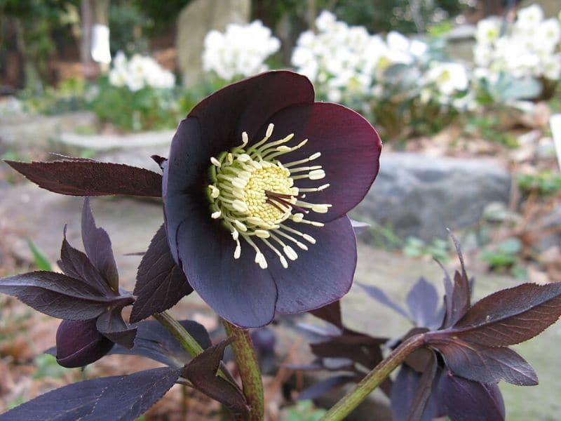 black hellebore