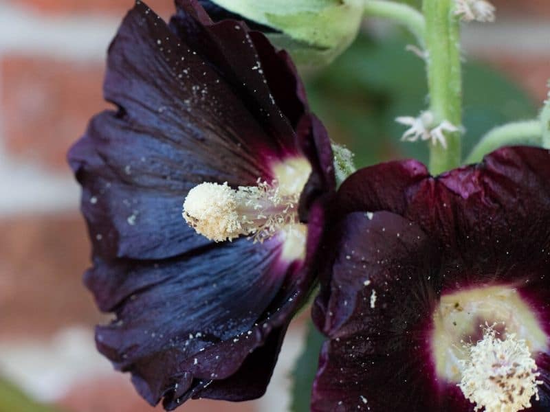 black hollyhock flower