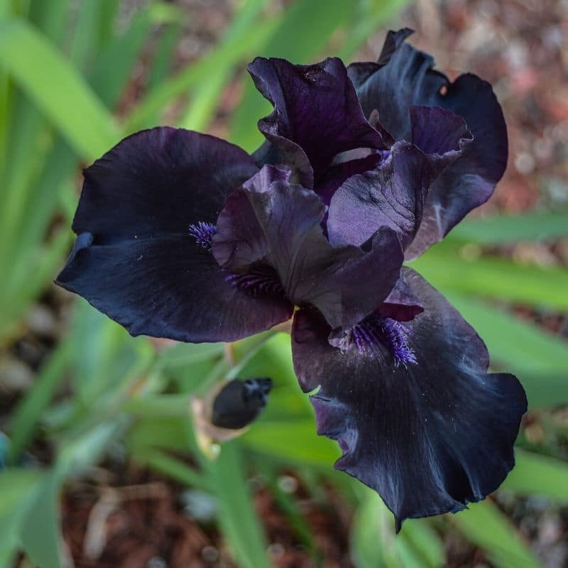 black iris