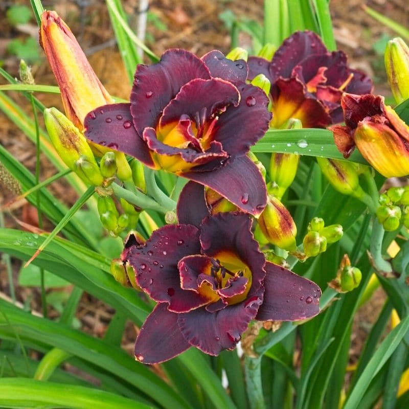 black magic daylily