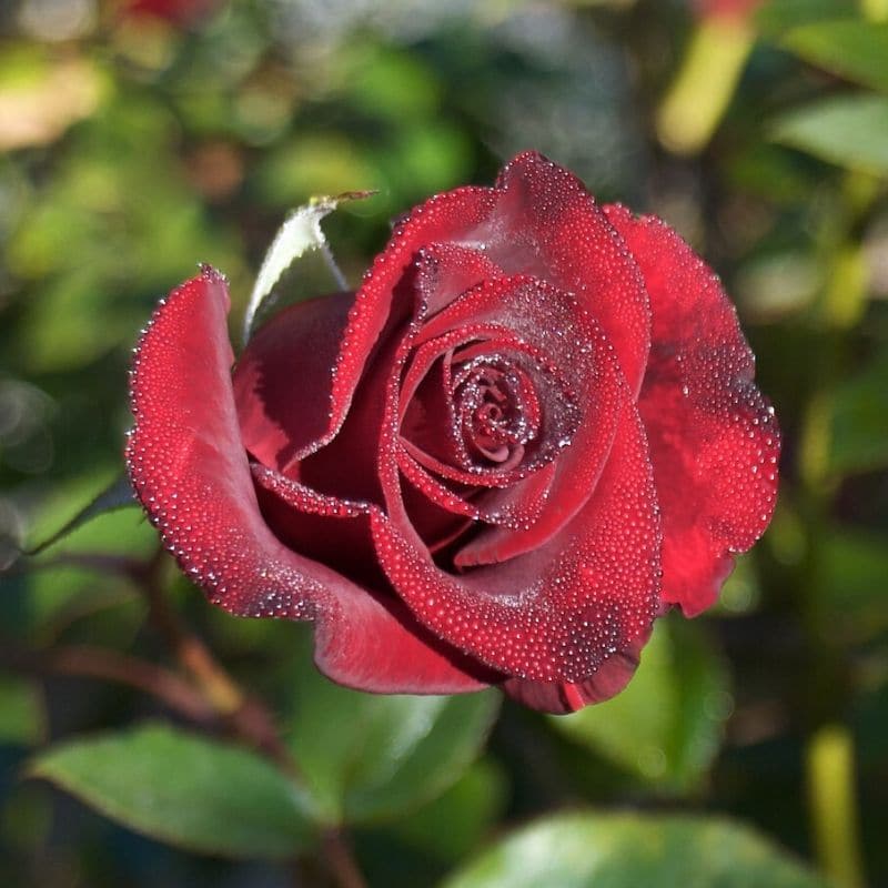 black magic rose