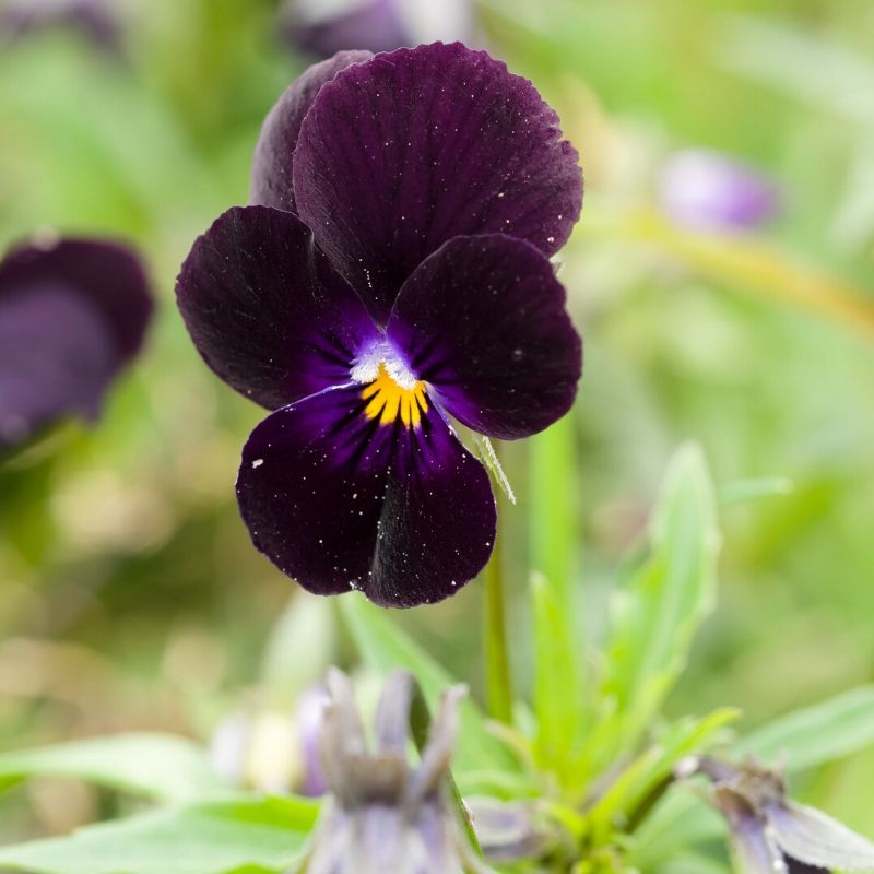 black pansy