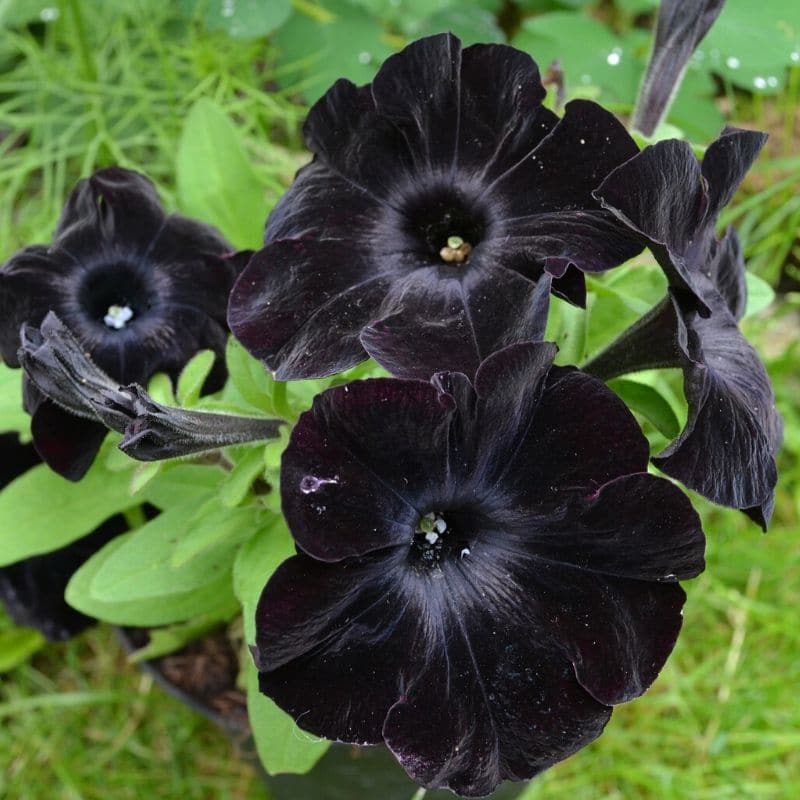 black velvet petunia