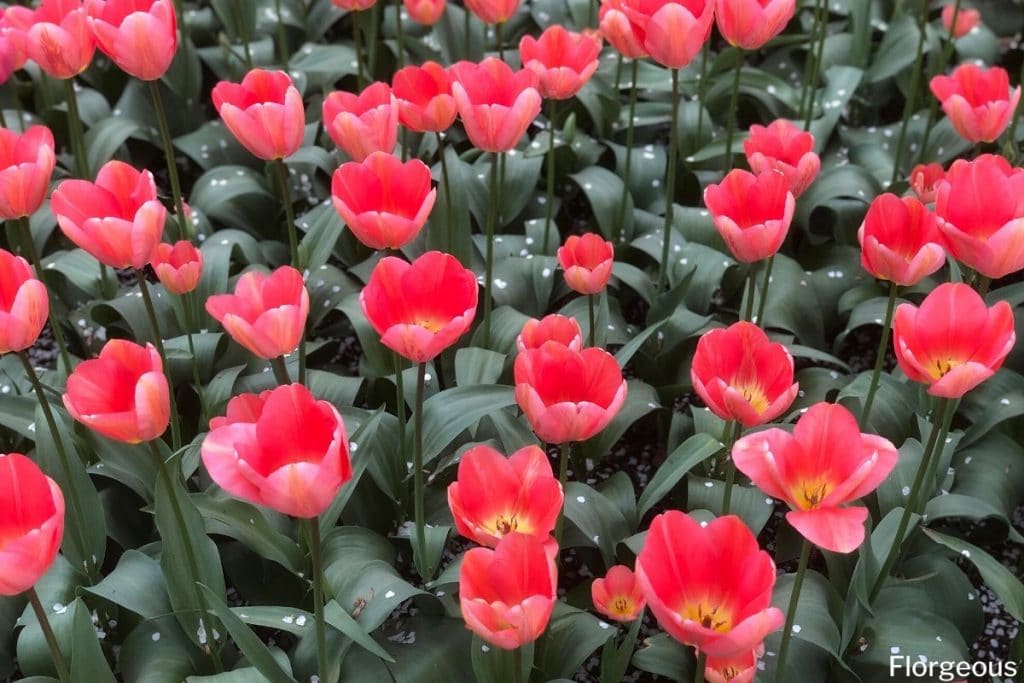 bright red tulips