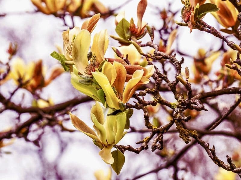 butterflies magnolia