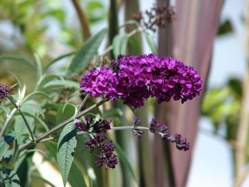 Butterfly Bush