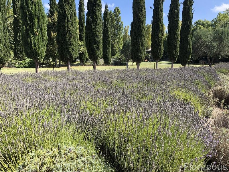 care for lavender