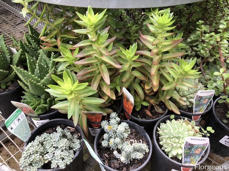caring for succulents