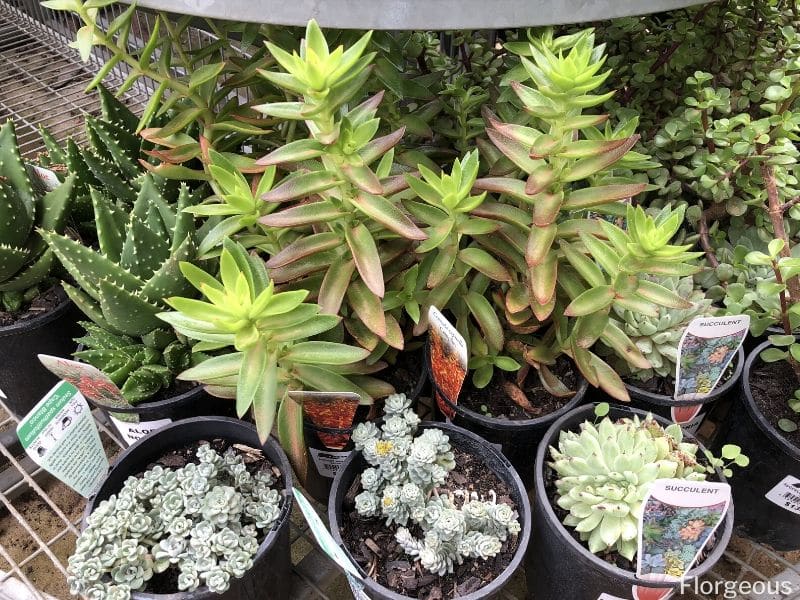 59 Different Succulent Types With Names And Pictures Florgeous