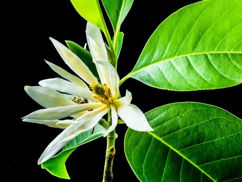 champak magnolia