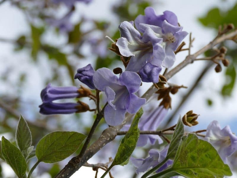 chinese lilac