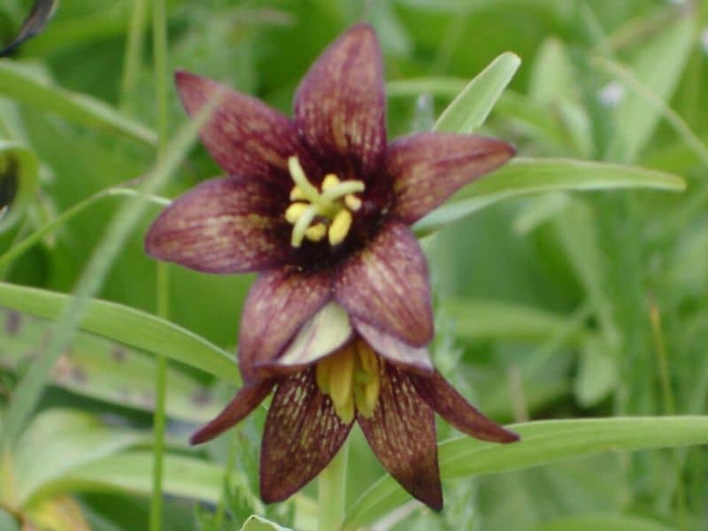 chocolate lily