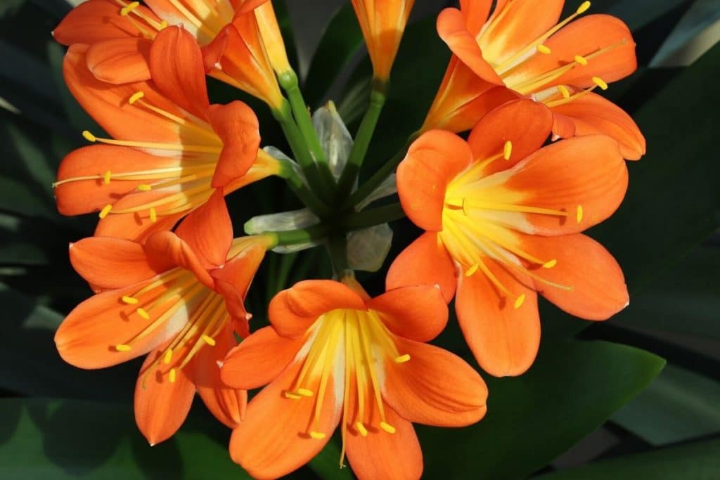 clivia miniata