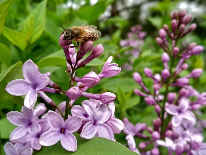 colorful lilac