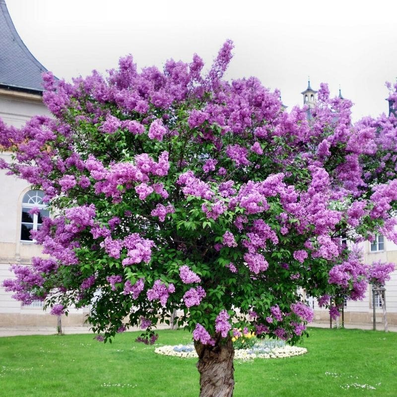 common lilac tree