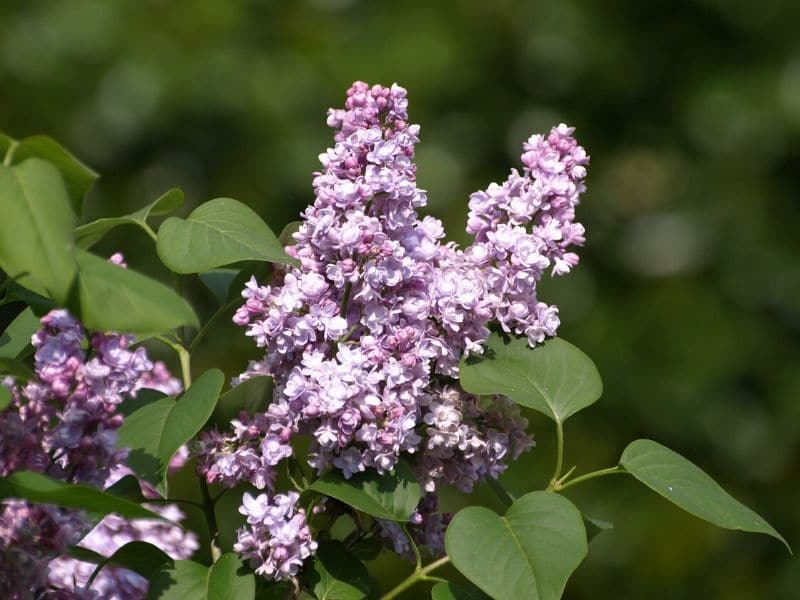 1000 Seeds Syringa vulgaris also common/ordinary Lilac 